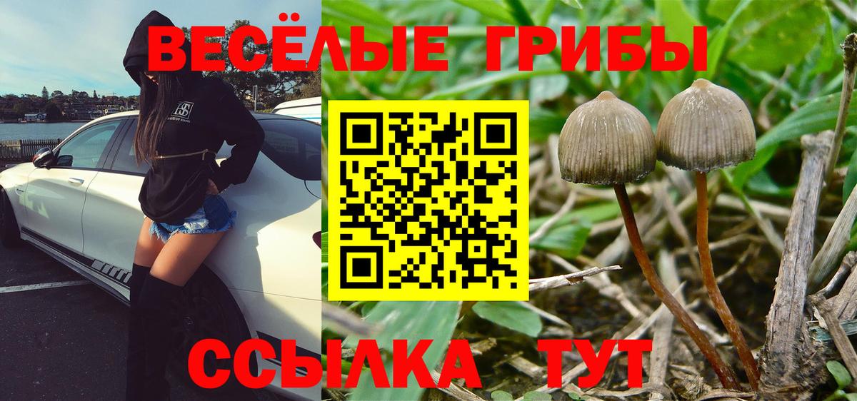 Галлюциногенные грибы MAGIC MUSHROOMS  Псилоцибиновые грибы прущие грибы  Лобня  Вход с VPN 